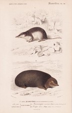 Talpe Talpa Sorex Araneus Topo