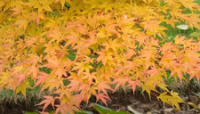 Coral Bark Japanese maple Acer