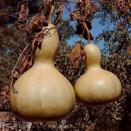 Pumpkin decorative giant - pumpkin,