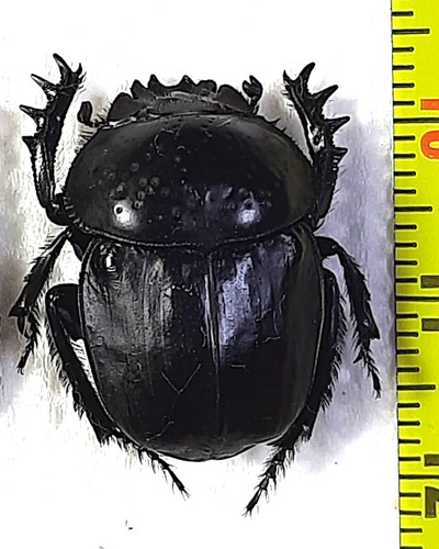 Scarabaeoidea scarabaeinae - scarabaeoidea,,