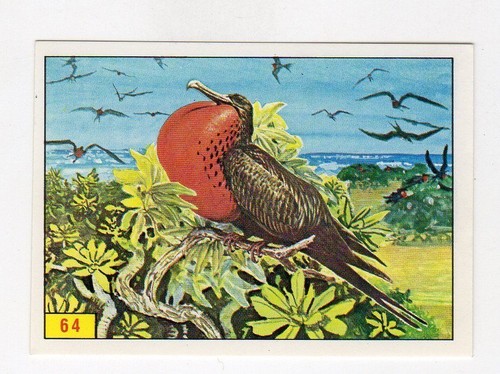 Figurina uccelli panini - figurina,