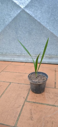 Pianta palma chamaerops - pianta,