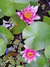 Ninfea rustica GRANDE pianta acquatica laghetto giardino rosa