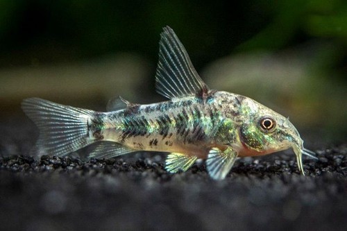 Pesce corydoras paleatus - corydoras, 2/3