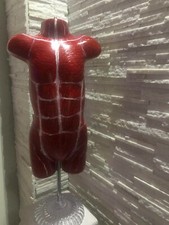 Manichino Busto Bimbo, Scultura, Anatomia, Istruzione, Studio Medico, Palestre