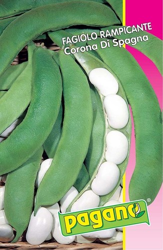 Fagiolo rampicante corona - rampicante,