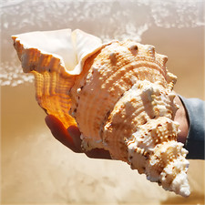 Gusci di conchiglia vera