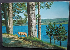 cartolina ITALIA COSENZA SILA