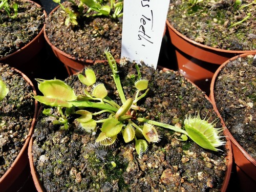 Dionaea muscipula cross - muscipula, 'cross