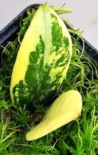 Zamioculcas zamiifolia - zamioculcas,