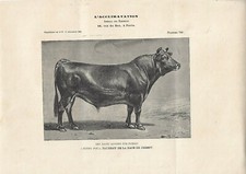 Stampa antica TORO di razza