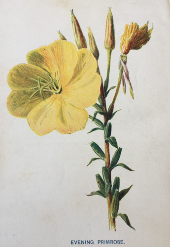 Stampa antica primula - , della