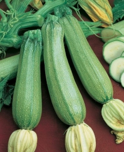 Semi zucchino genovese - zucchino,