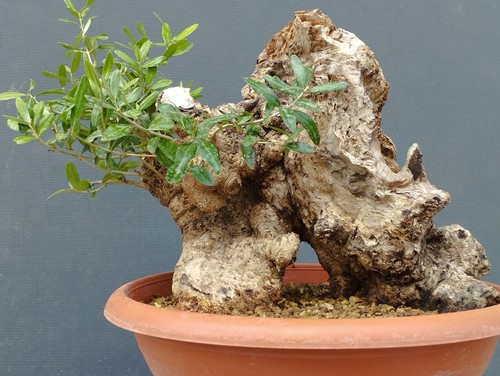 Bonsai olivastro 30x30cm - bonsai,