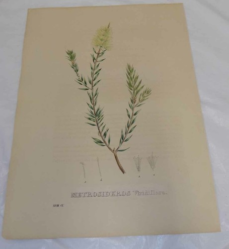 1828 antica stampa floreale