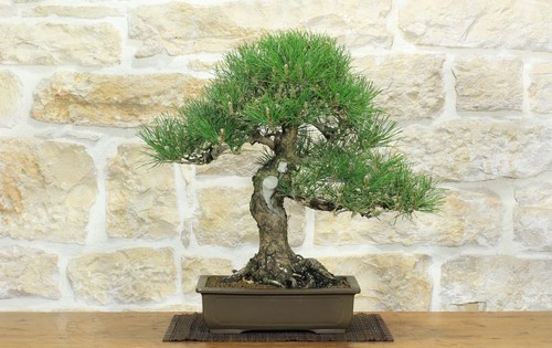 Bonsai pino nero thunbergii - di,