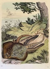 INCISI PESCE RAZZA RAY FISH