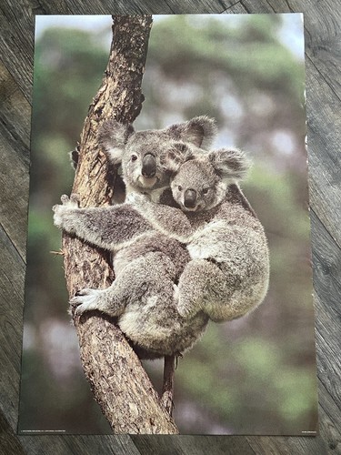 Poster vintage orso - koala, 1978