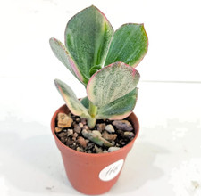 Crassula Ovata Variegata vaso