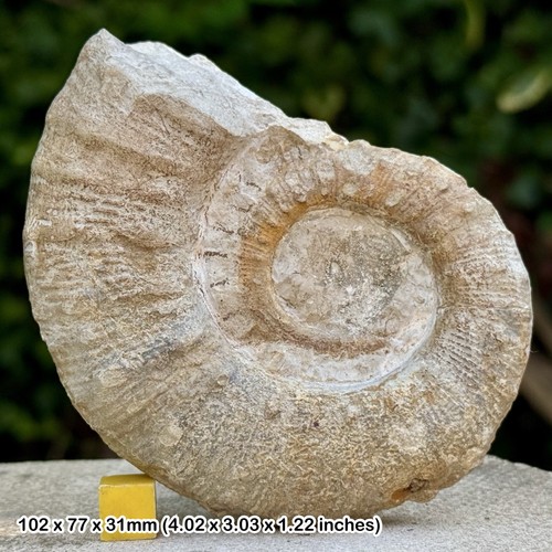 Rare emericiceras heteromorph - emericiceras,