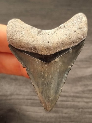 Dente megalodonte cm - 6,2,