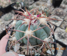 Echinocactus horizonthalonius