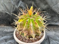 FEROCACTUS ECHIDNE V
