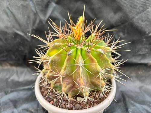 Ferocactus echidne - ferocactus,