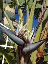 AVE DEL PARAISO blanca gigante