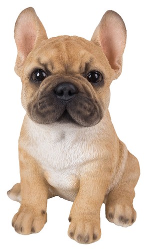 Bulldog dorato francese