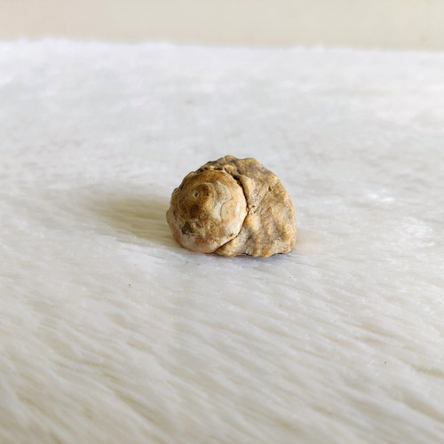 Conchiglia mare naturale - conchiglia,