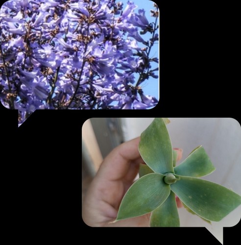 100 semillas jacarandas 2 - de,