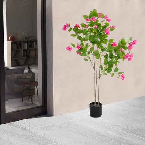 Albero bouganville - albero,