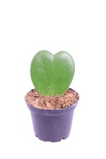 Pianta vera di Hoya Kerrii o