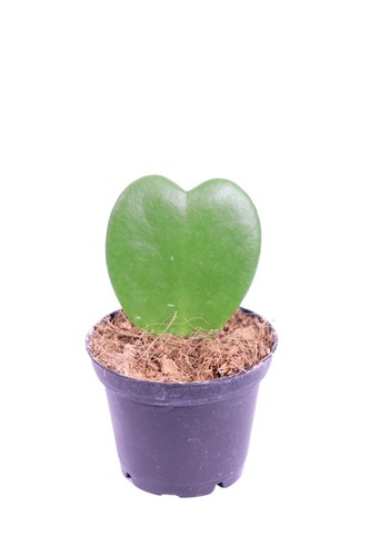 Pianta vera hoya kerrii o - hoya,