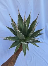 Agave Horrida ssp Perotensis (Purpusorum) spina riccia BIG SIZE!