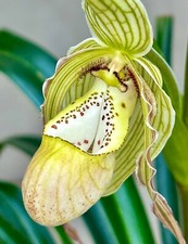 Phragmipedium Specie Pearcei 'Amazonas Queen' NUOVA orchidea orchidea