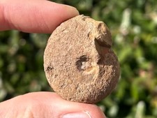 Oklahoma Fossil Ammonite