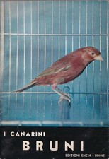Canarini bruni encia - ,