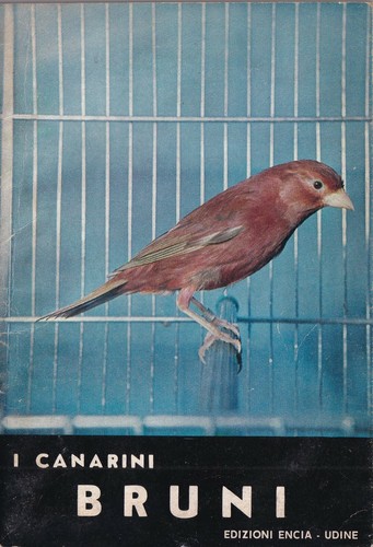 Canarini bruni encia - ,