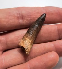 Speciale Dente di Spinosauro 4