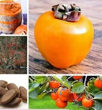 30 semi Diospyros Kaki