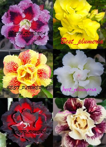 Set adenium obesum rosa del - 6,