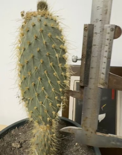 Opuntia galapageia pelle - opuntia,