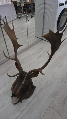 Cervo muflone capriolo - muflone,