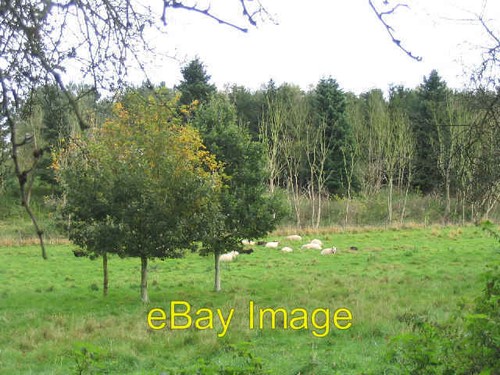 Photo 6x4 grazing - photo, sheep