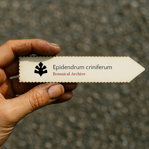 Epidendrum criniferum seeds - seeds,