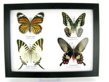 4 farfalle vere, imbottite