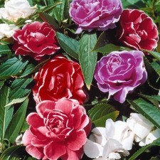 Lot De 20 Graines De Balsamine