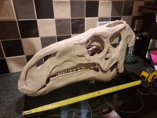 Iguanodon replica skull - skull, large